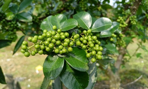 【云南虫草参功效和作用】云南虫草参怎么吃最有效 - 云南虫草参功效网