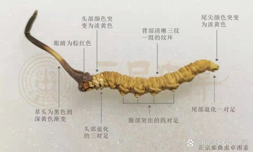 云南虫草参的功效-【云南虫草参功效和作用】云南虫草参怎么吃最有效 - 云南虫草参功效网