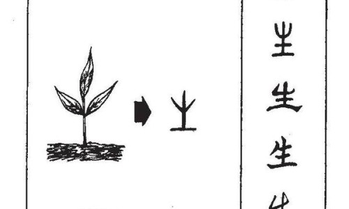 云南特产虫草参的功效与作用及食用方法-【云南虫草参功效和作用】云南虫草参怎么吃最有效 - 云南虫草参功效网