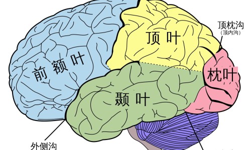云南特产虫草参-【云南虫草参功效和作用】云南虫草参怎么吃最有效 - 云南虫草参功效网